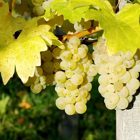 Vendégház Weinhof Am Nussbaum 3*
