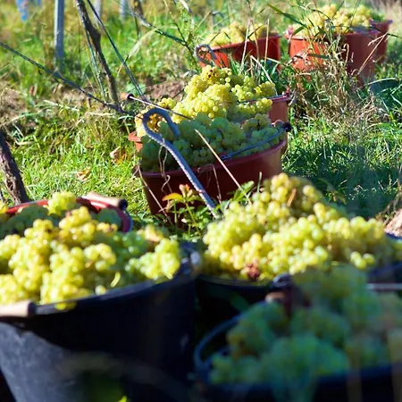 Weinhof Am Nussbaum Gæstehus 3*